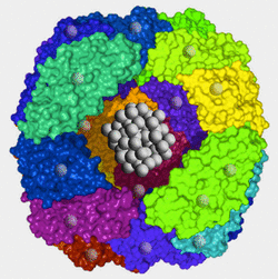 ferritin structure