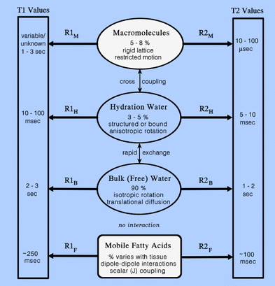 model for T1 and T2 in tissue